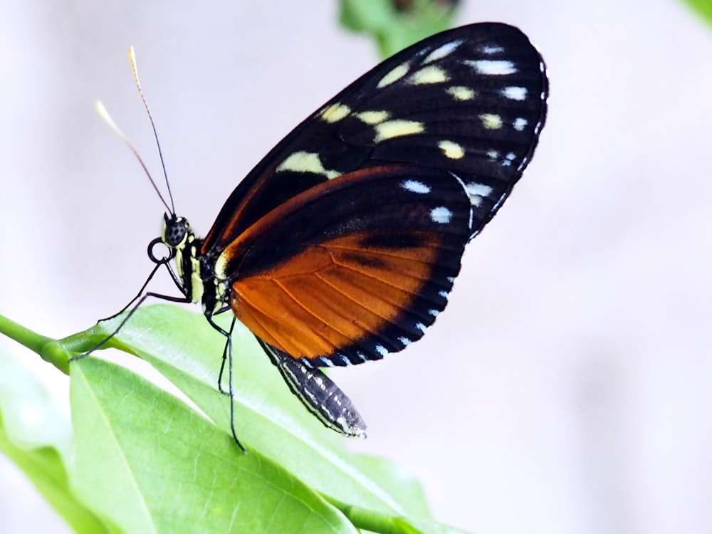 a close up of a butterfly on a leaf