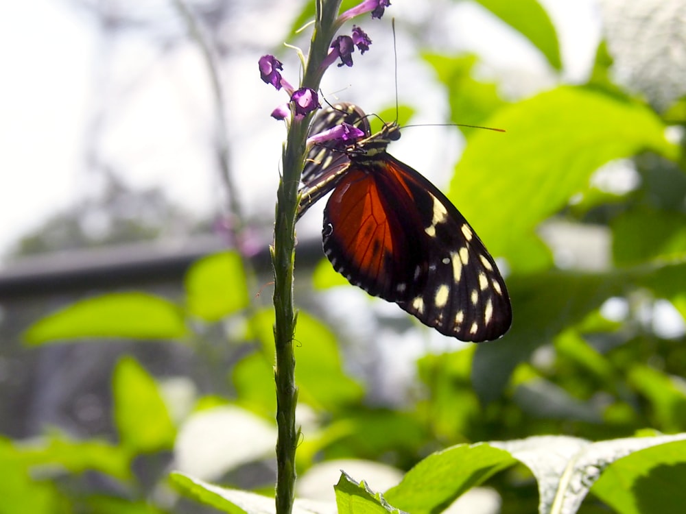 a butterfly sitting on top of a purple flower