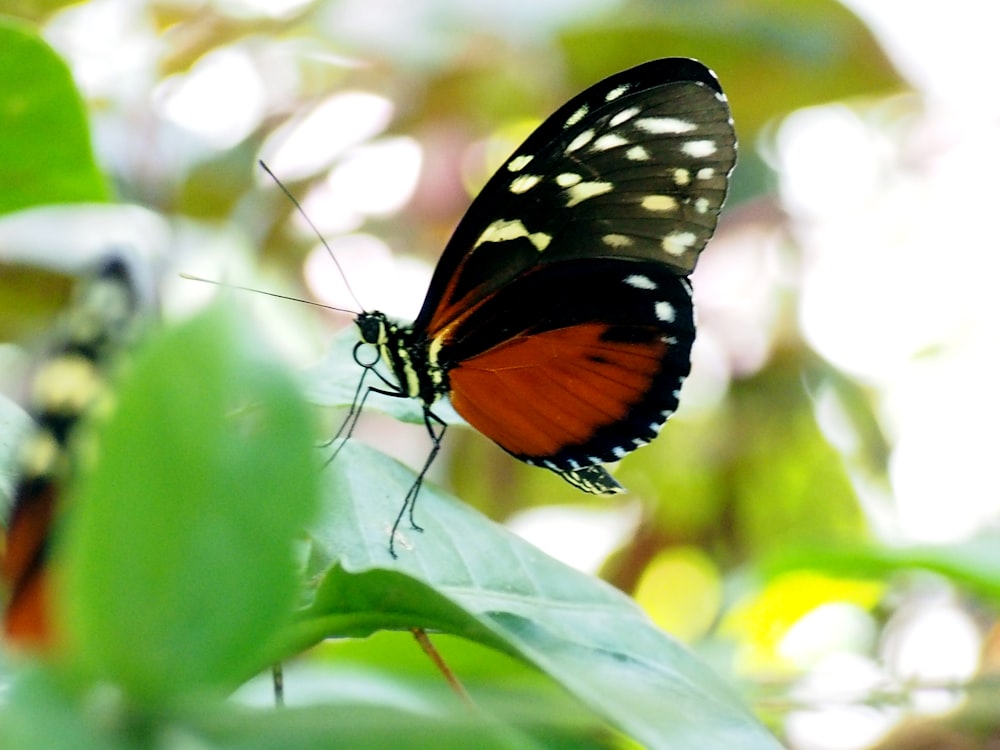 a red and black butterfly sitting on a green leaf