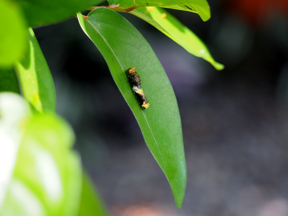 a bug is sitting on a green leaf