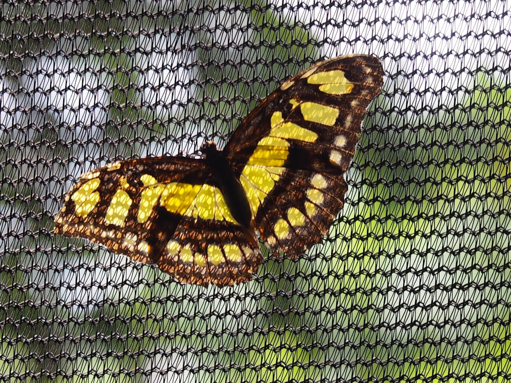 a yellow and brown butterfly sitting on top of a screen