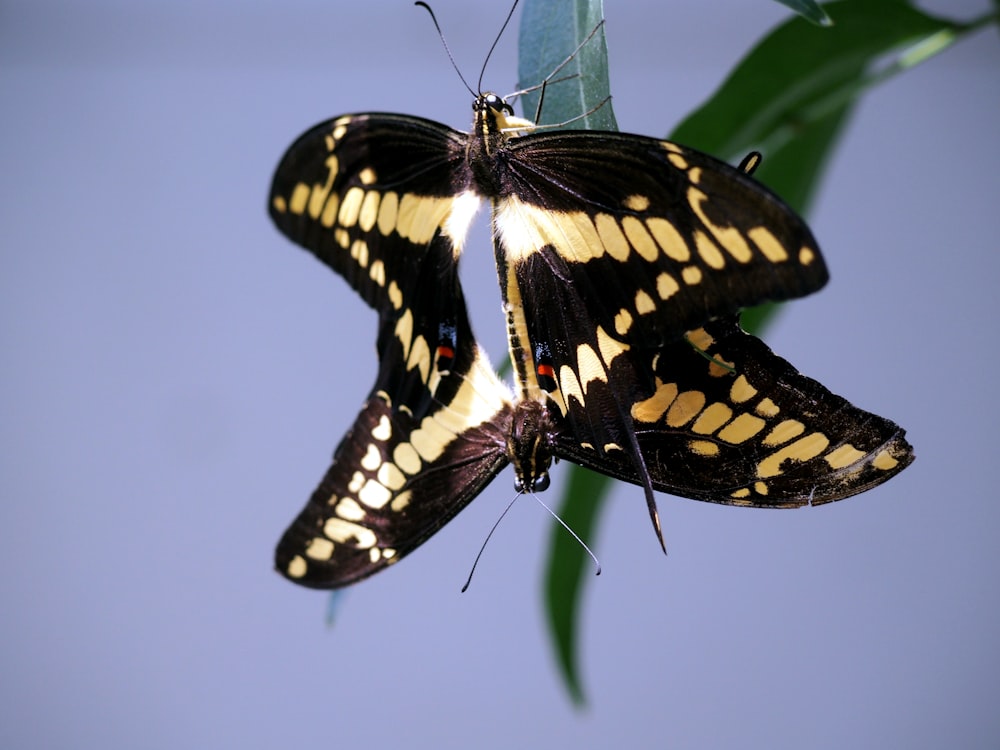 two butterflies sitting on top of a green leaf