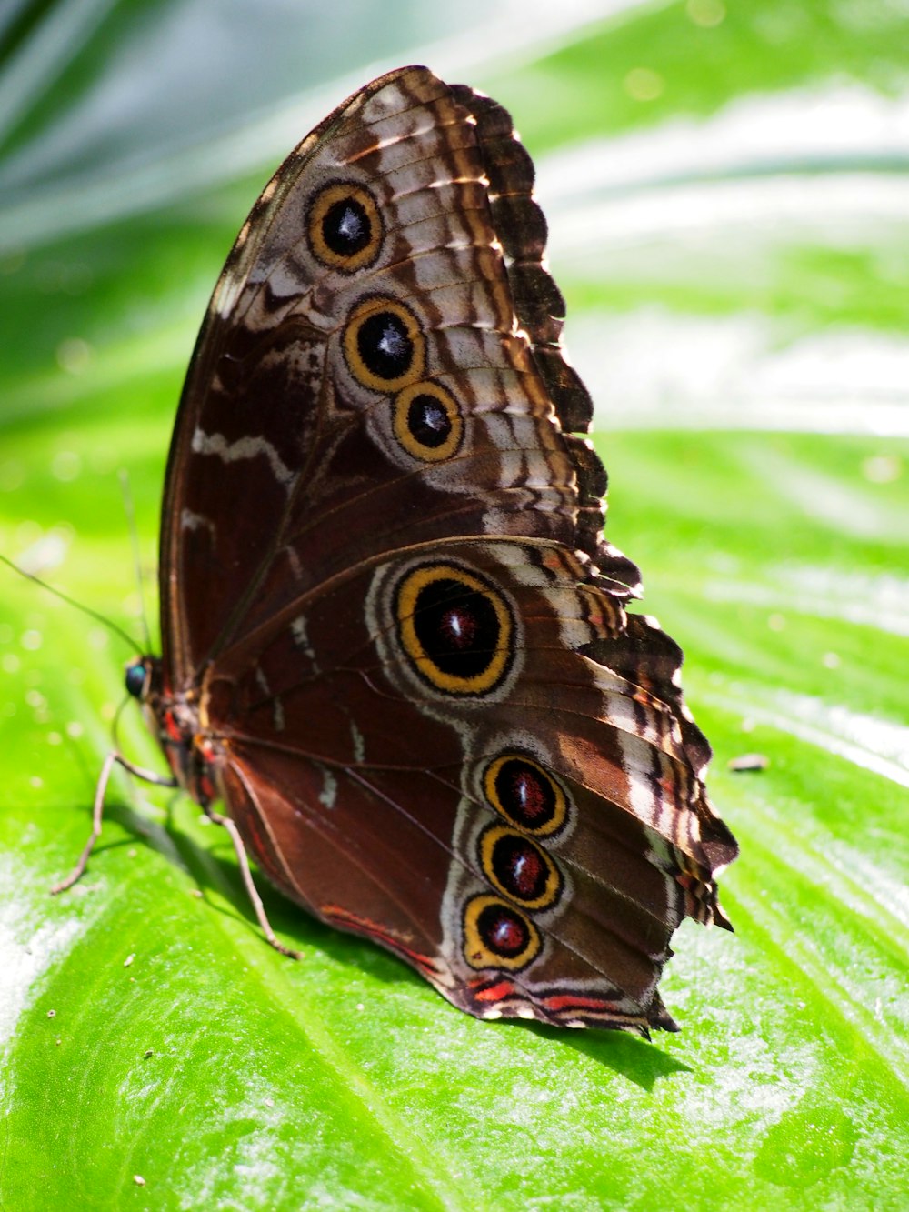 a close up of a butterfly on a leaf