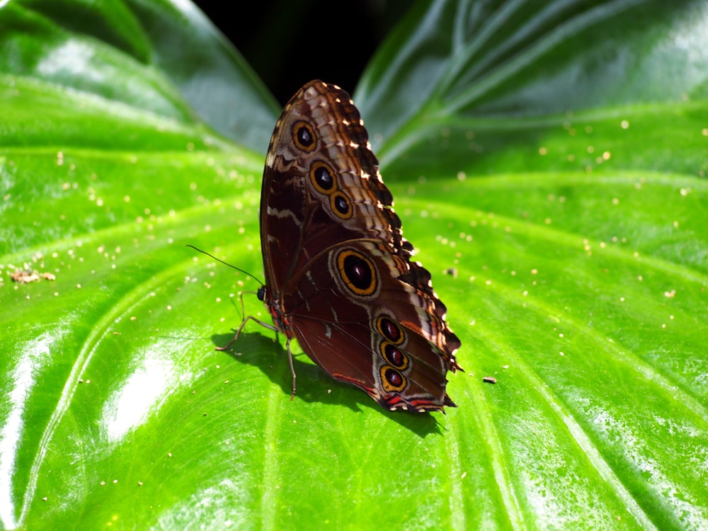 a brown butterfly sitting on top of a green leaf