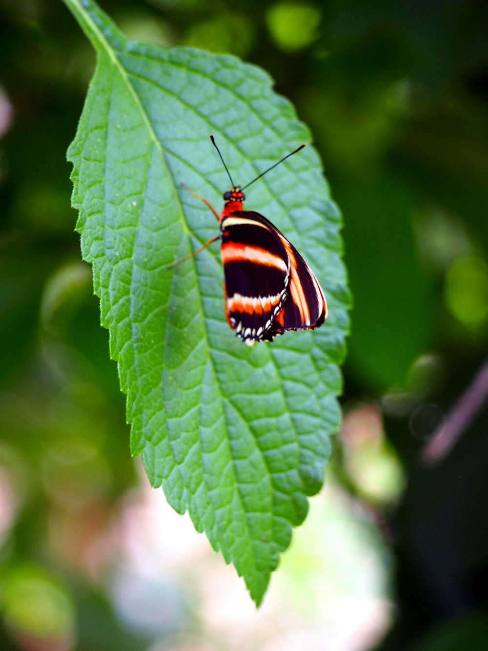 a butterfly sitting on top of a green leaf