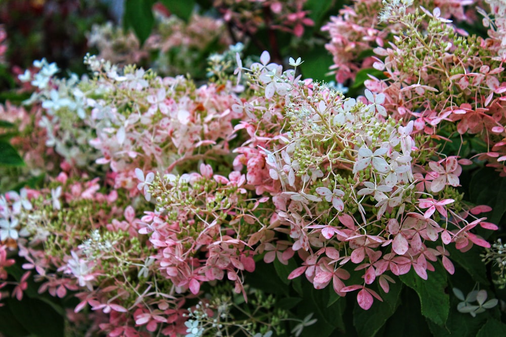 a bunch of pink and white flowers on a bush