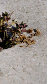 Close-up of wild plants growing through cracks in a neglected concrete lot.