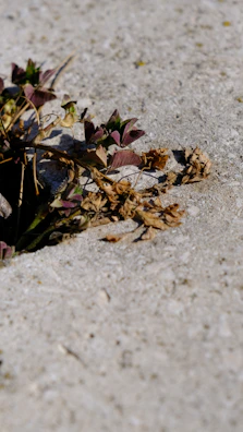 Close-up of wild plants growing through cracks in a neglected concrete lot.