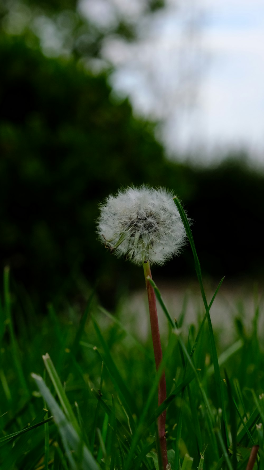 a dandelion sitting in the middle of a field