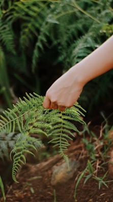Hands gently holding a handful of fresh herbs, emphasizing the connection to nature.