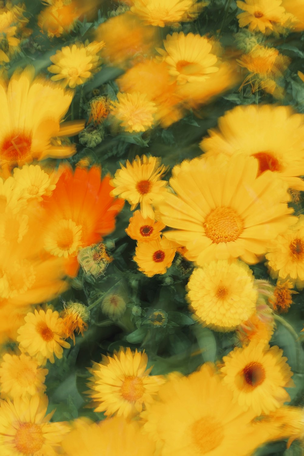 a bunch of yellow flowers that are in the grass