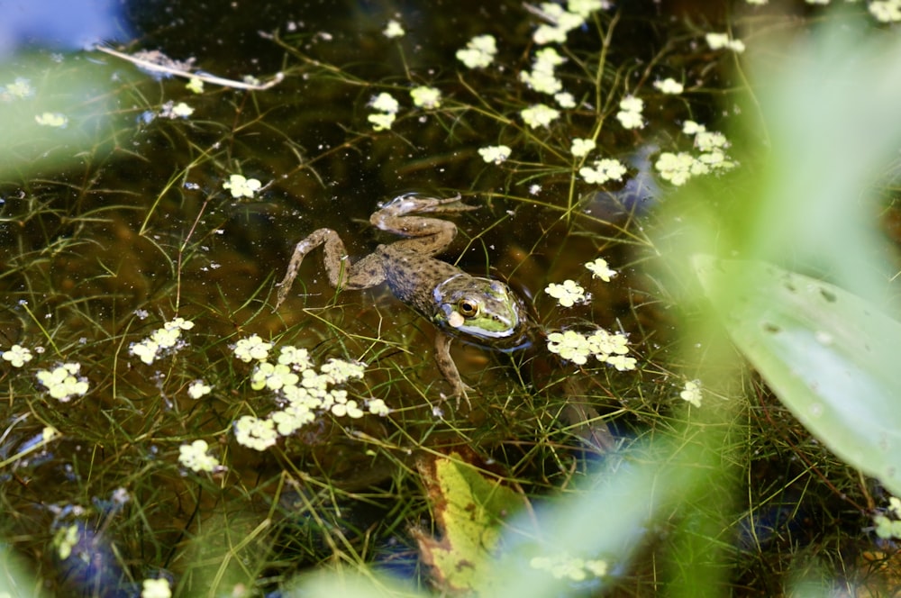 a frog sitting on top of a body of water