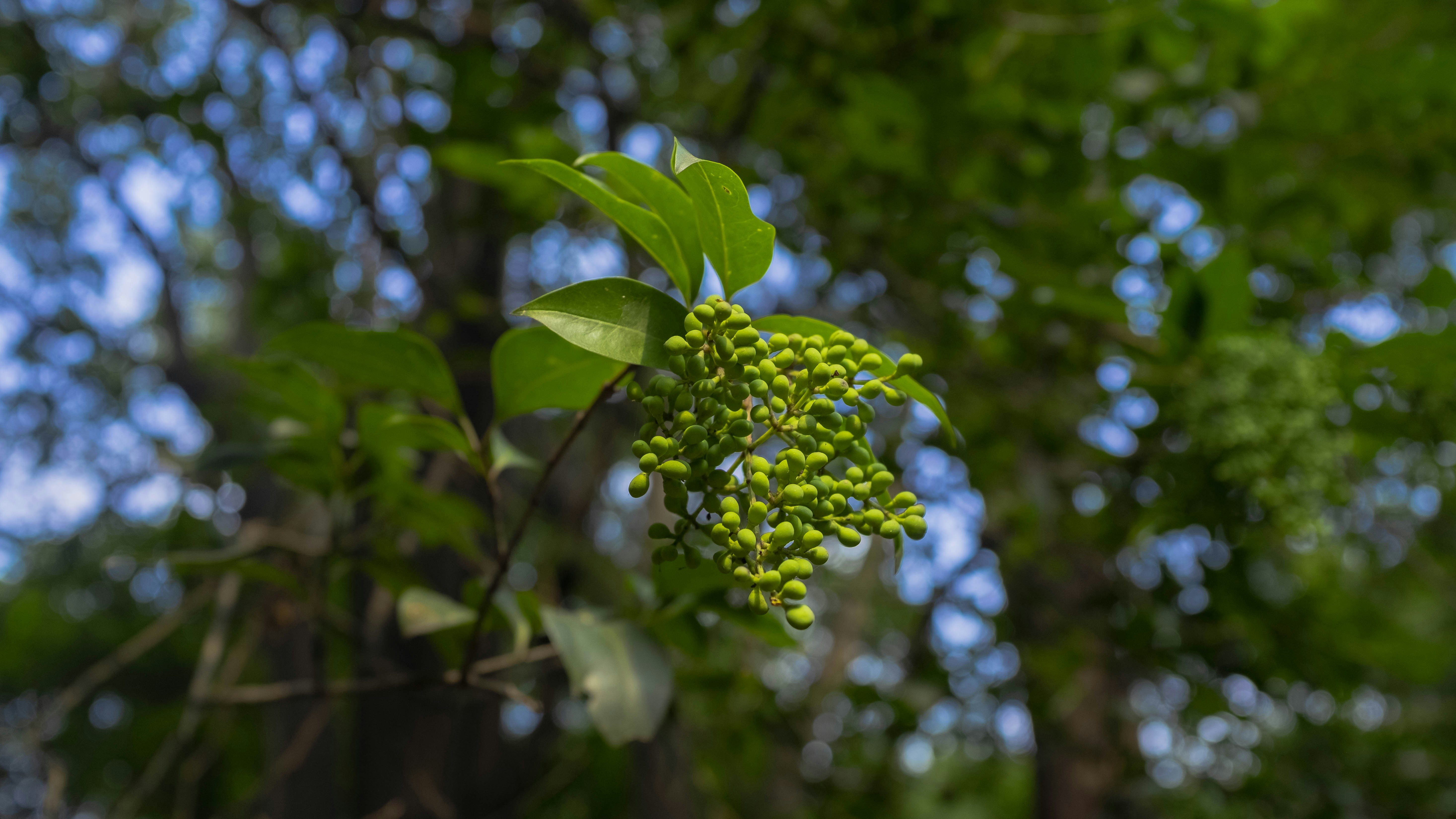 a bunch of green berries hanging from a tree