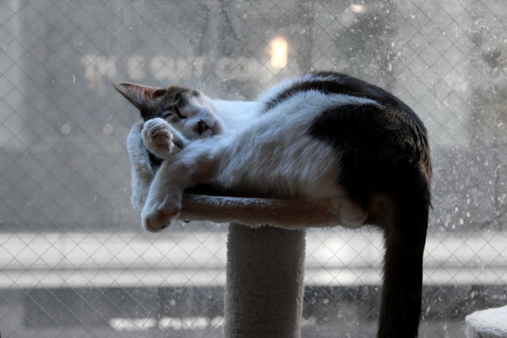 a cat laying on top of a scratching post