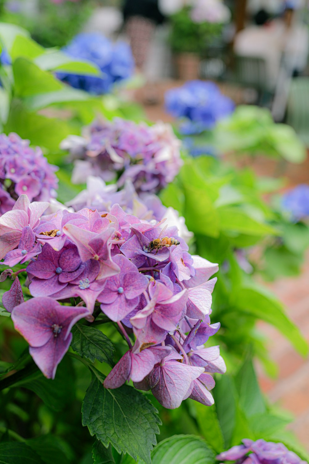 Un ramo de flores púrpuras en un jardín