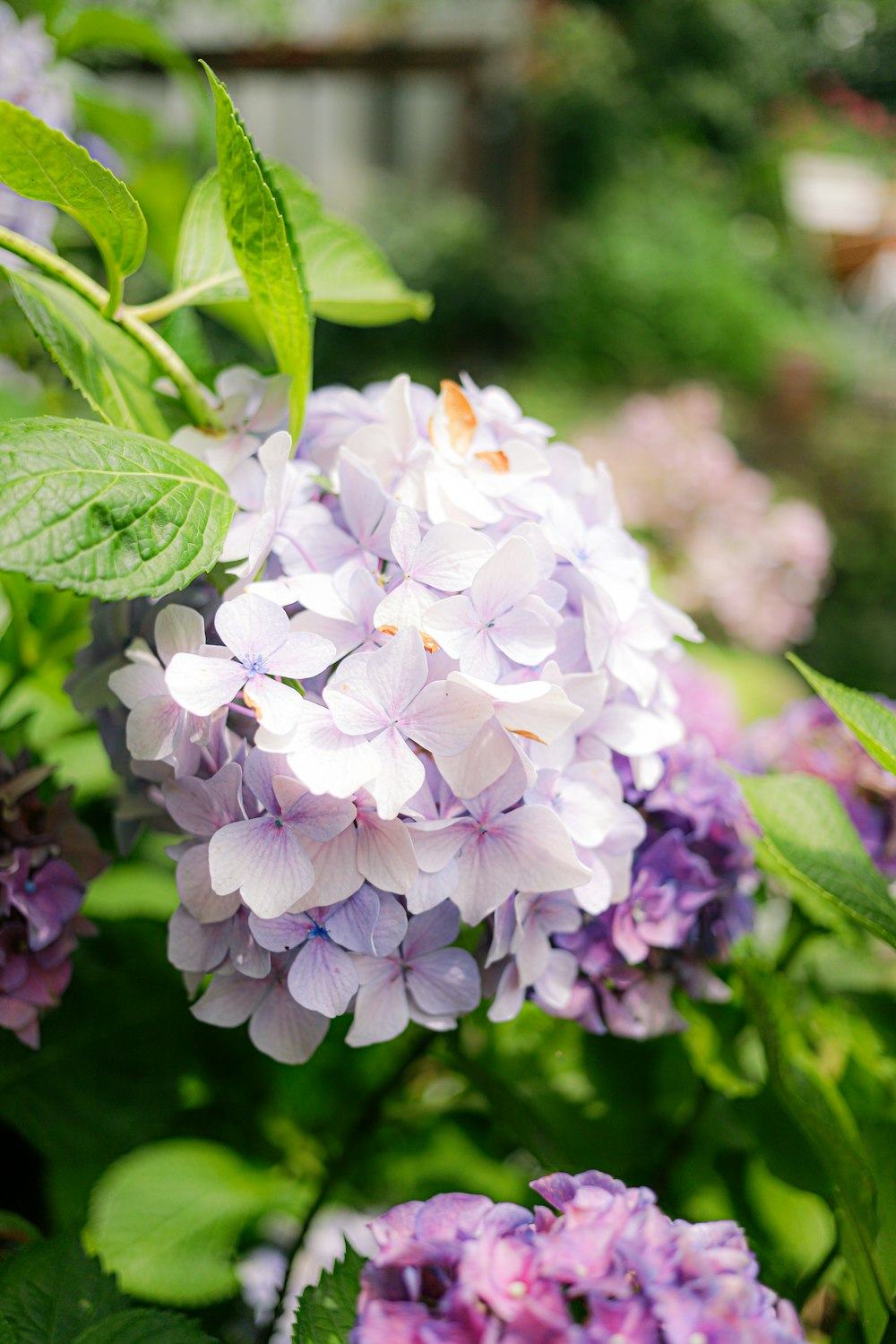 a bunch of purple and white flowers in a garden
