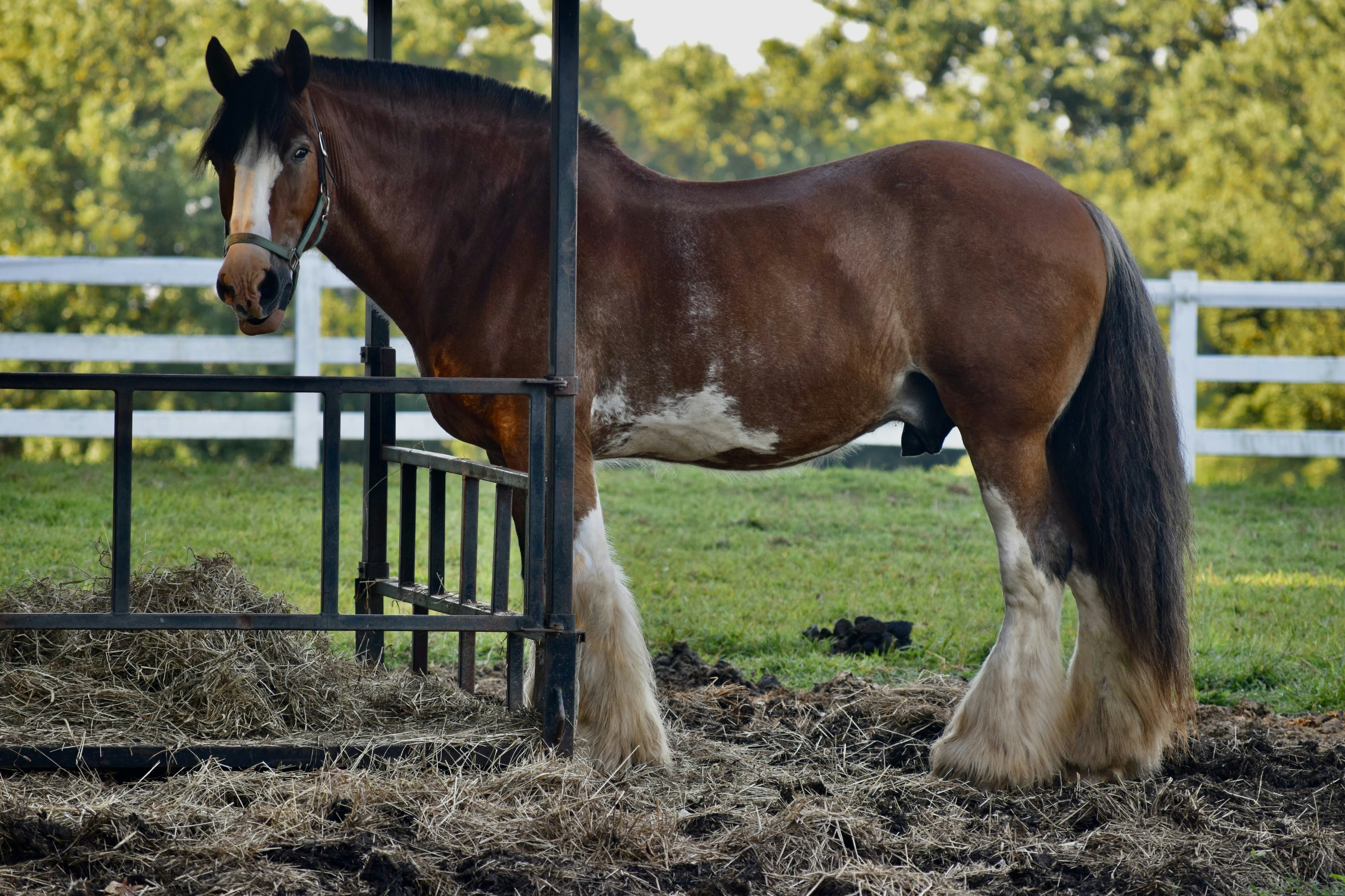 Majestic! Horse at Carousel Park in Delaware.