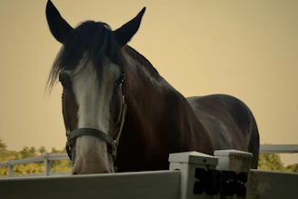 A proud sire standing tall with a shiny coat against a rustic wooden fence.
