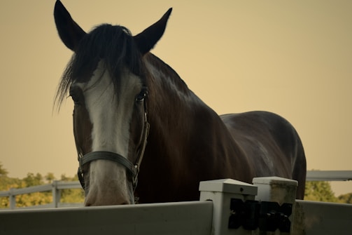 A large horse with dark brown fur and a white stripe running down its face stands behind a white fence. The background suggests a rural setting with a softly blurred image of trees.