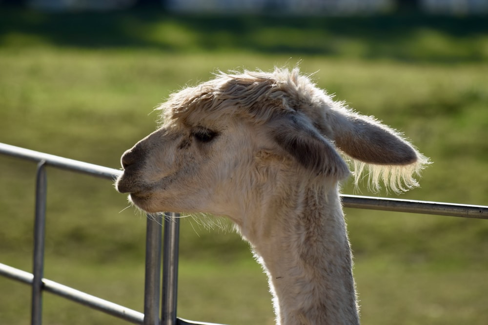 a close up of a sheep looking over a fence