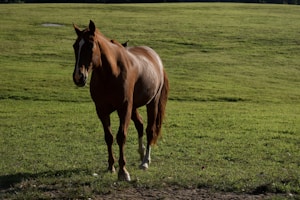 Bay Gelding