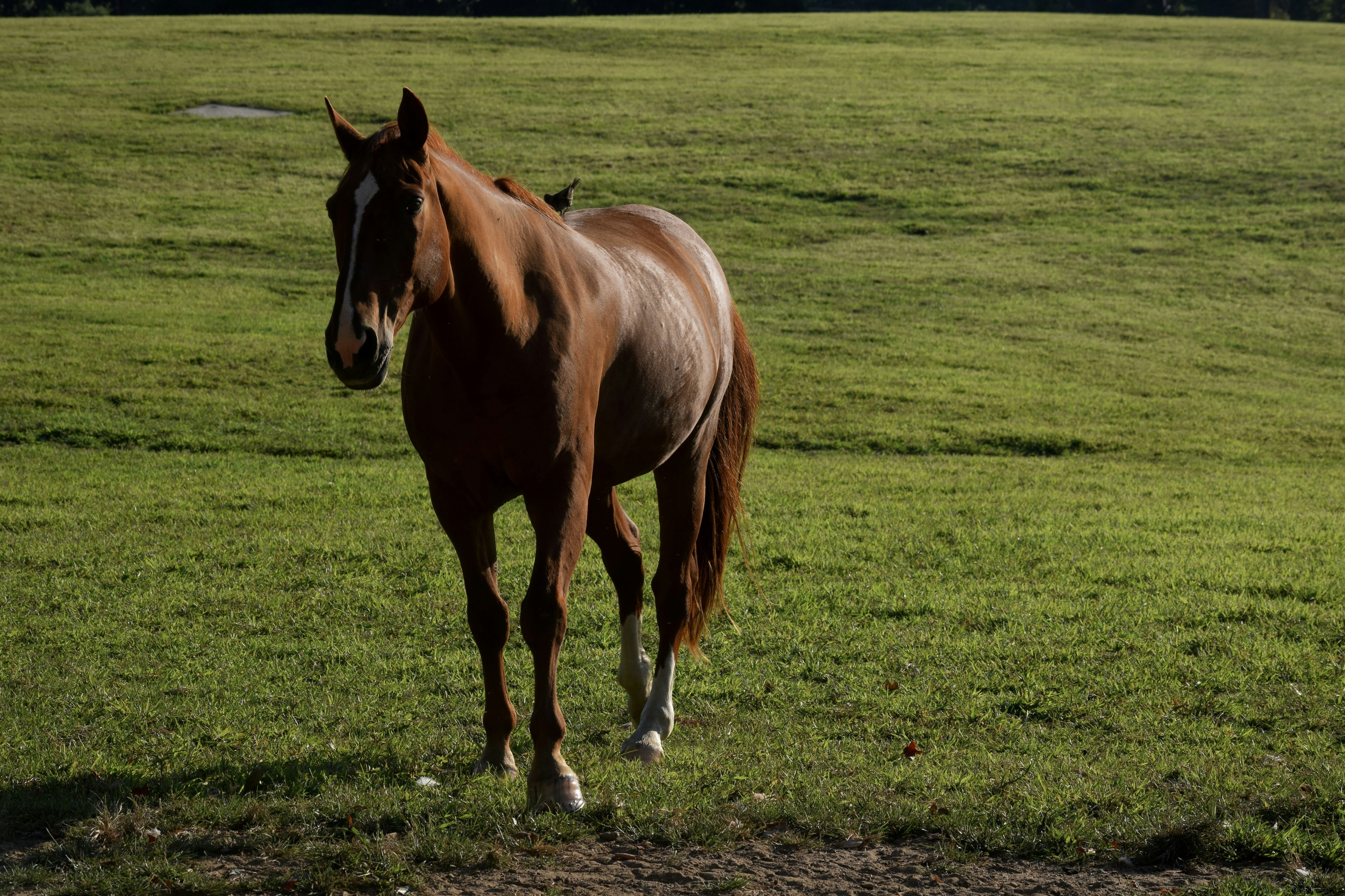 Horse at Carousel Park in Delaware.