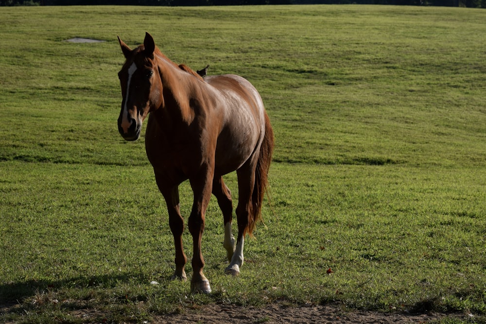a brown horse walking across a lush green field