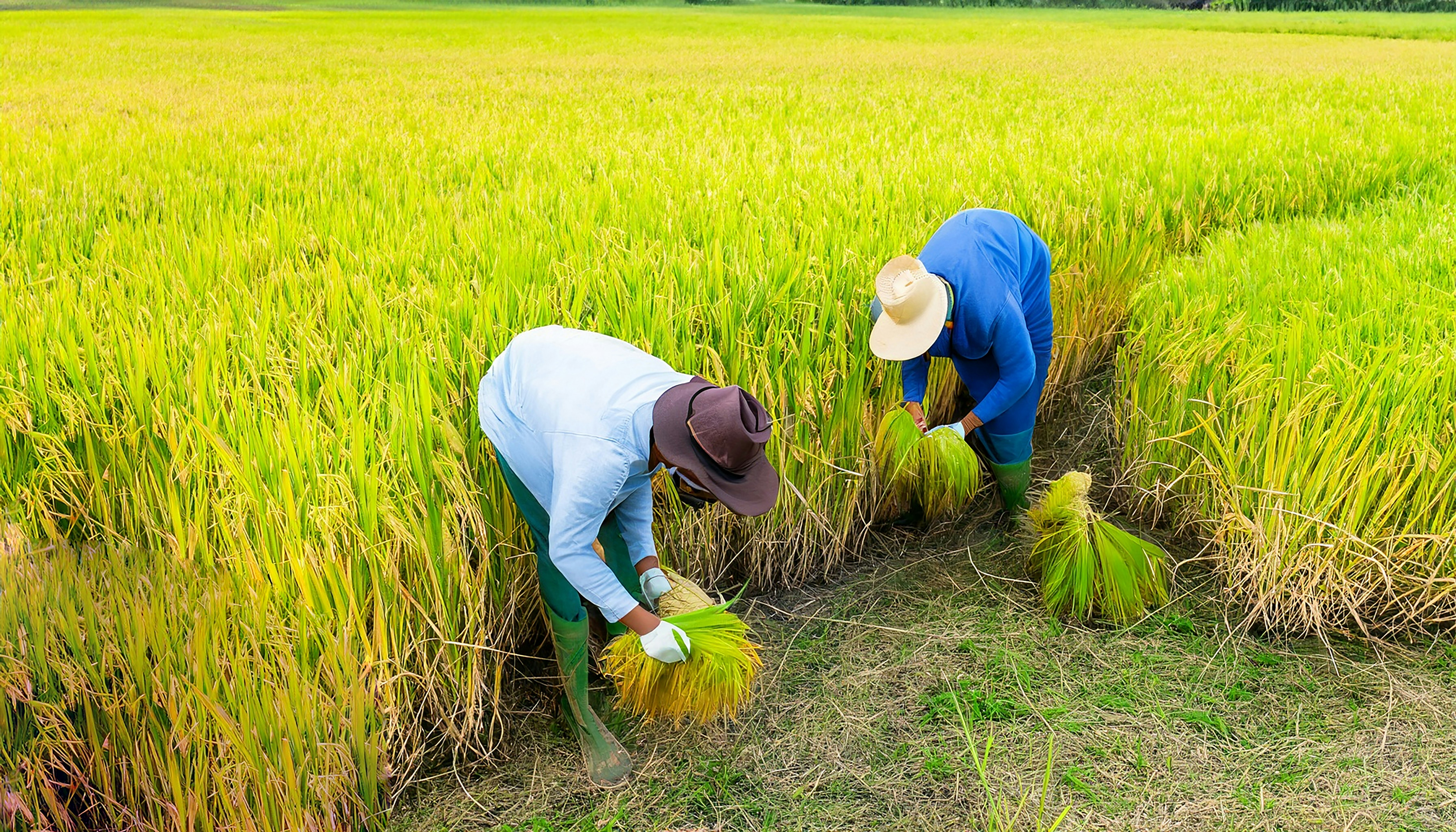 Lush green rice paddy fields with golden sunlight, agricultural crops
