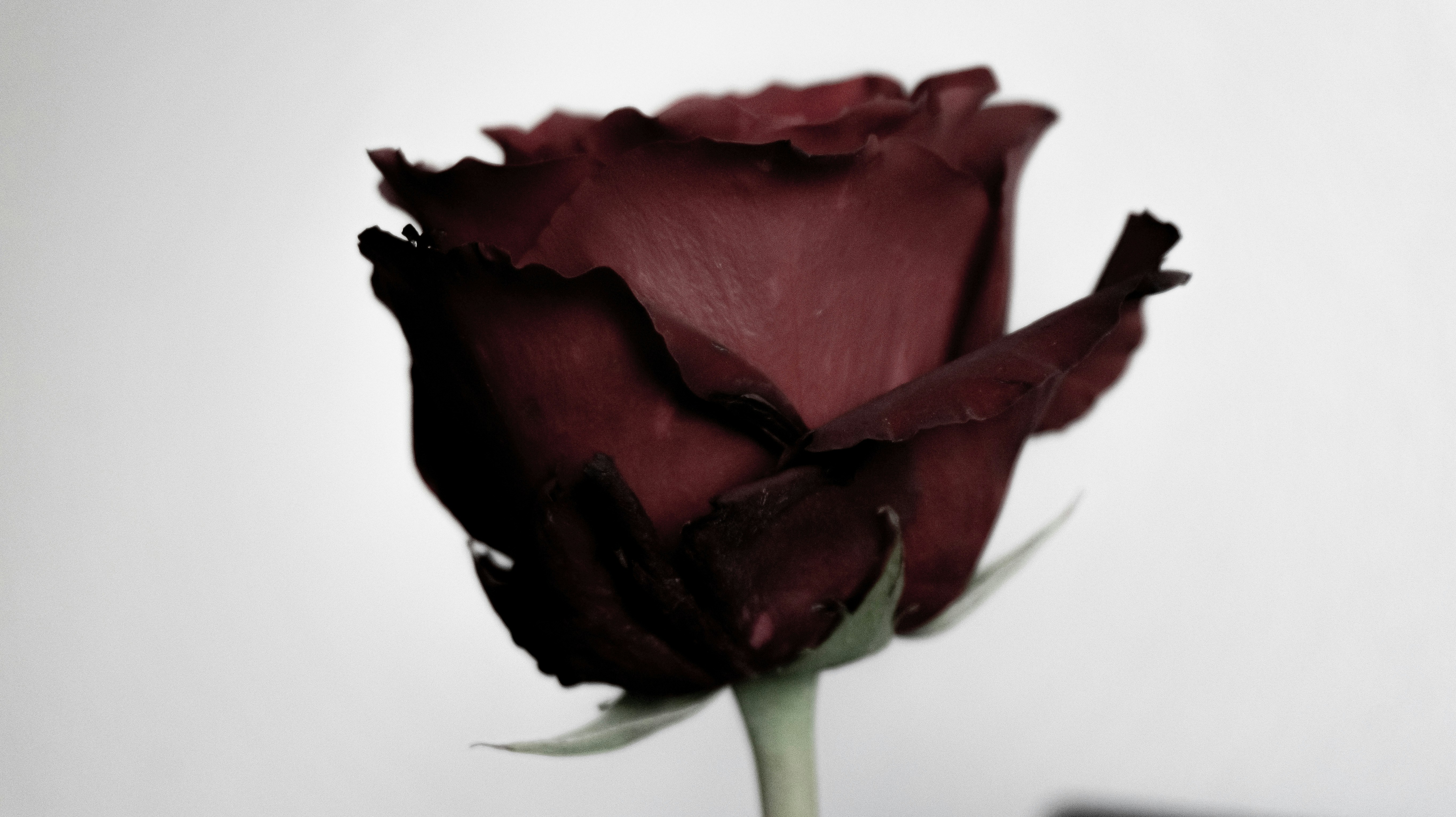 a close up of a single flower in a vase