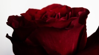 Close-up of a single deep rose red flower resting on a smooth white surface.
