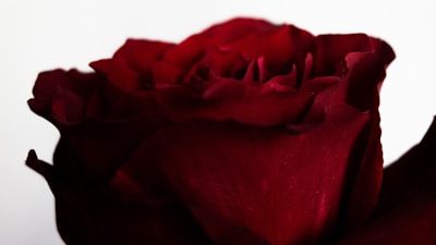 Close-up of a single deep rose red flower resting on a smooth white surface.