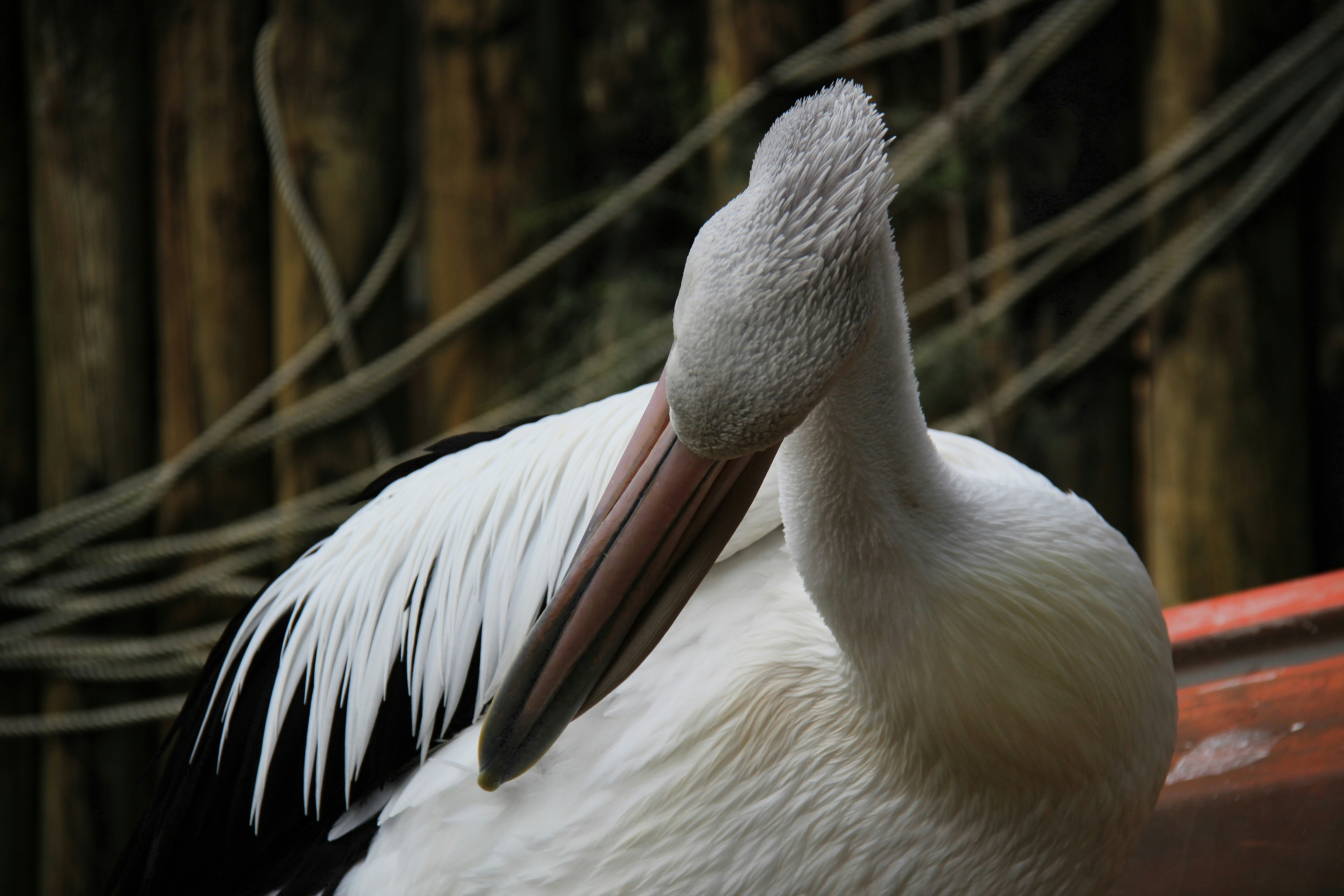 a close up of a bird with a long beak