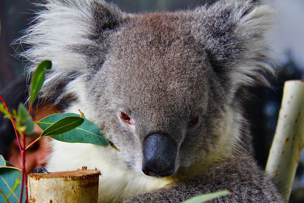 a koala sitting on top of a tree next to a plant