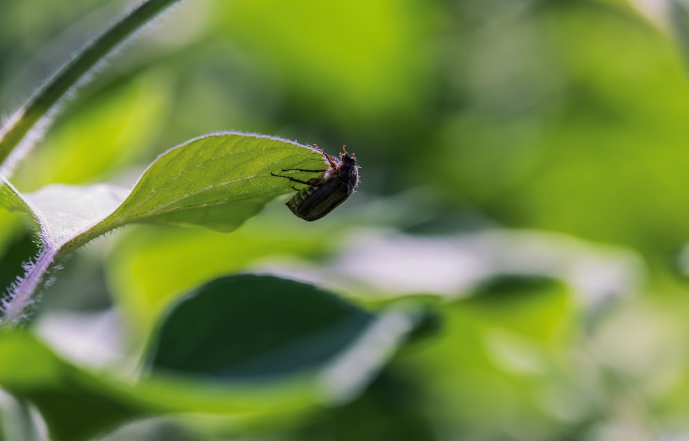 a bug sitting on top of a green leaf