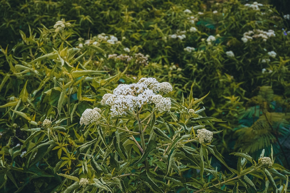 a field full of white flowers next to a forest