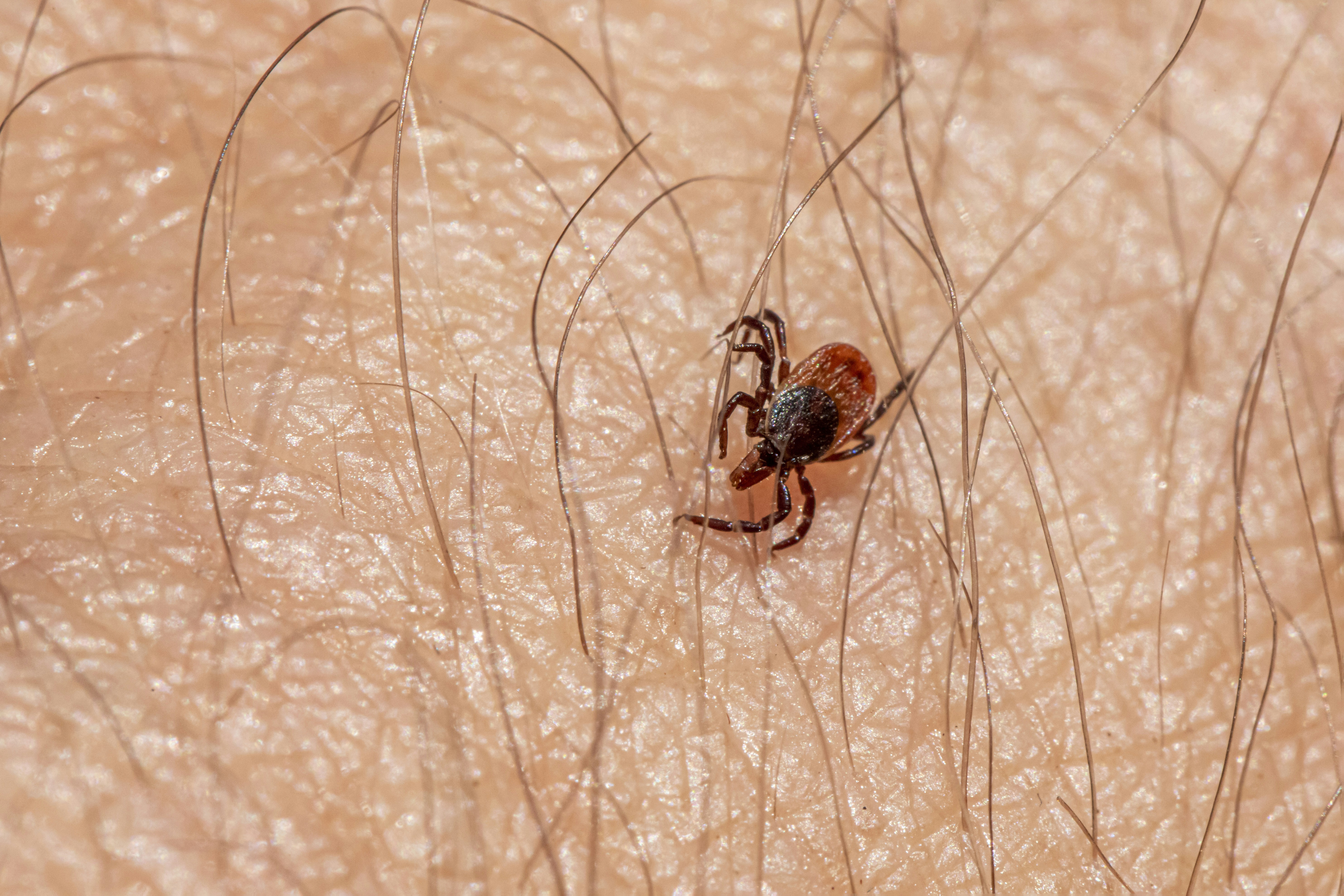 The Ultimate Guide to Flea and Tick Prevention for Dogs and Cats