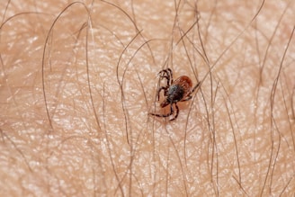 A small tick is crawling on human skin, surrounded by fine, short hair. The tick has a dark brown body with lighter brown accents.