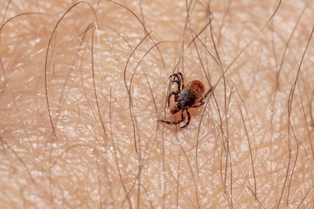 A small tick is crawling on human skin, surrounded by fine, short hair. The tick has a dark brown body with lighter brown accents.