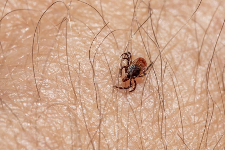Expertise Lyme sickness: reasons, symptoms, and treatment
