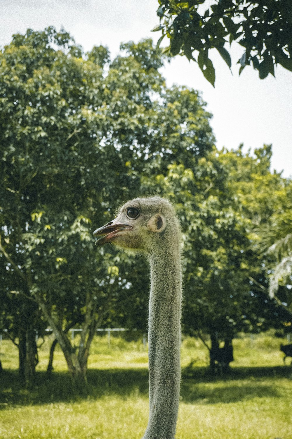 an ostrich is standing in a grassy field