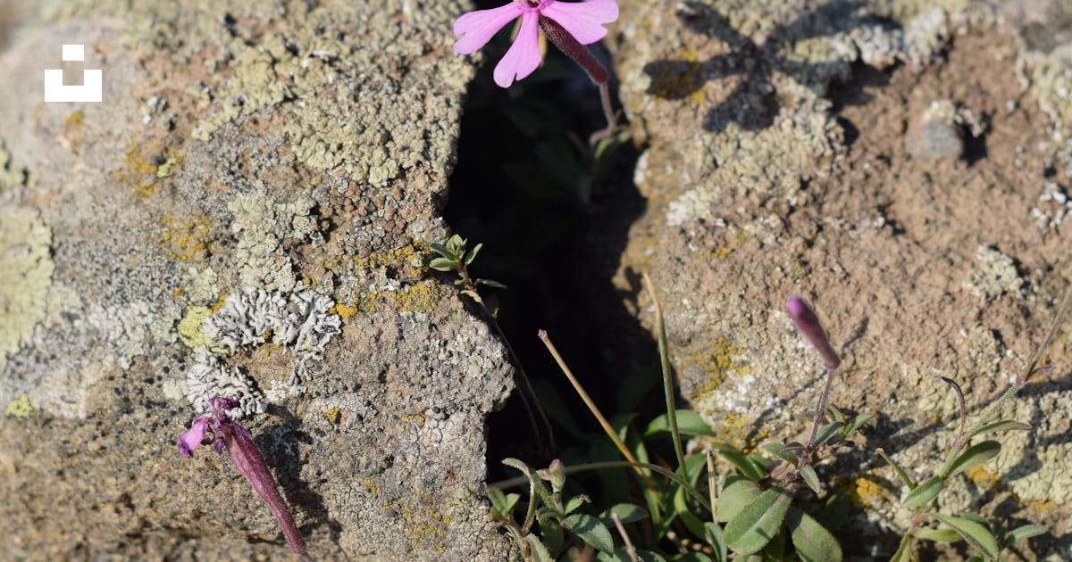 Una pequeña flor rosada que crece de una grieta en una roca foto ...