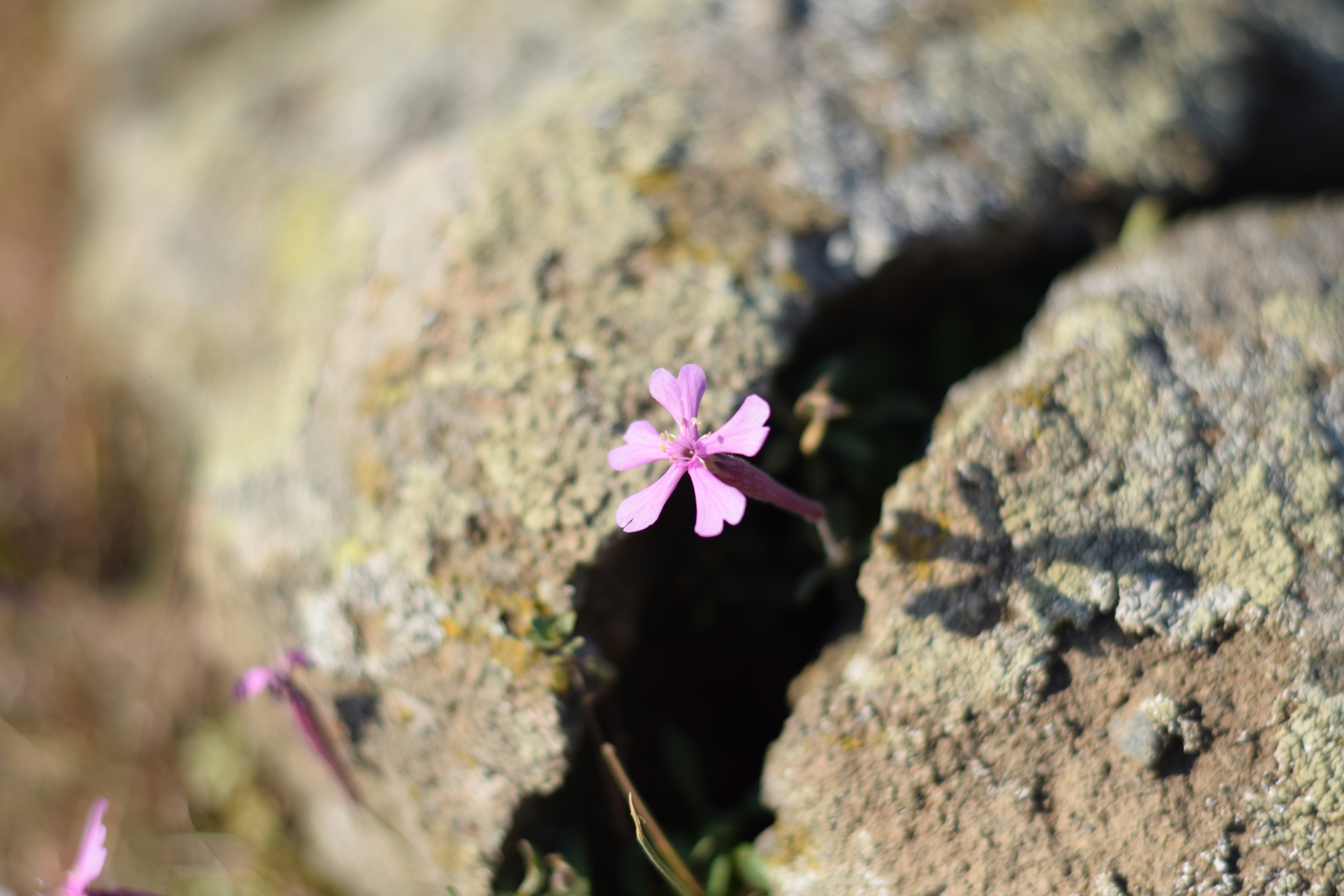 Photo by saleh_aka_jim