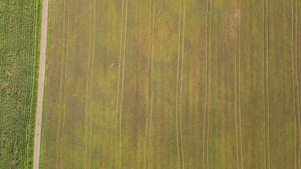 An aerial view of a farmland with parallel lines indicating plowed sections. There's a green crop area on the left separated by a pathway from the main field, which is predominantly light green and uniform.