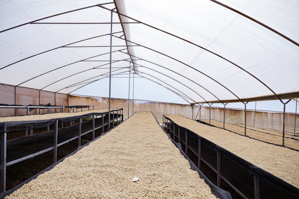 A greenhouse-like structure with rows of drying beds filled with uniformly spread light-colored grains or seeds. The structure is supported by metal framework and covered with a translucent material, allowing diffused light to enter.