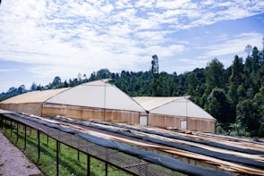 A large greenhouse structure stands amidst a backdrop of dense, lush green forest. The sky above is partly cloudy with patches of blue. In front of the greenhouse, there are long, narrow tables covered with fabric, likely used for drying or processing agricultural products. The scene conveys a sense of peaceful rural industry.