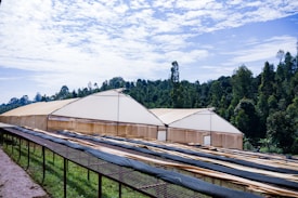 A large greenhouse structure stands amidst a backdrop of dense, lush green forest. The sky above is partly cloudy with patches of blue. In front of the greenhouse, there are long, narrow tables covered with fabric, likely used for drying or processing agricultural products. The scene conveys a sense of peaceful rural industry.