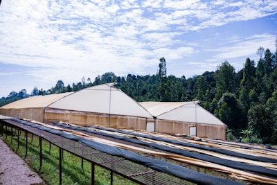 A large greenhouse structure stands amidst a backdrop of dense, lush green forest. The sky above is partly cloudy with patches of blue. In front of the greenhouse, there are long, narrow tables covered with fabric, likely used for drying or processing agricultural products. The scene conveys a sense of peaceful rural industry.