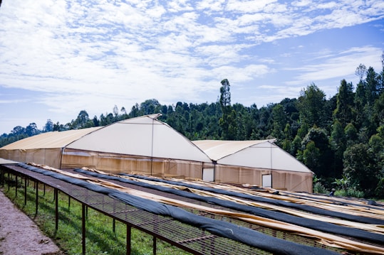 A large greenhouse structure stands amidst a backdrop of dense, lush green forest. The sky above is partly cloudy with patches of blue. In front of the greenhouse, there are long, narrow tables covered with fabric, likely used for drying or processing agricultural products. The scene conveys a sense of peaceful rural industry.