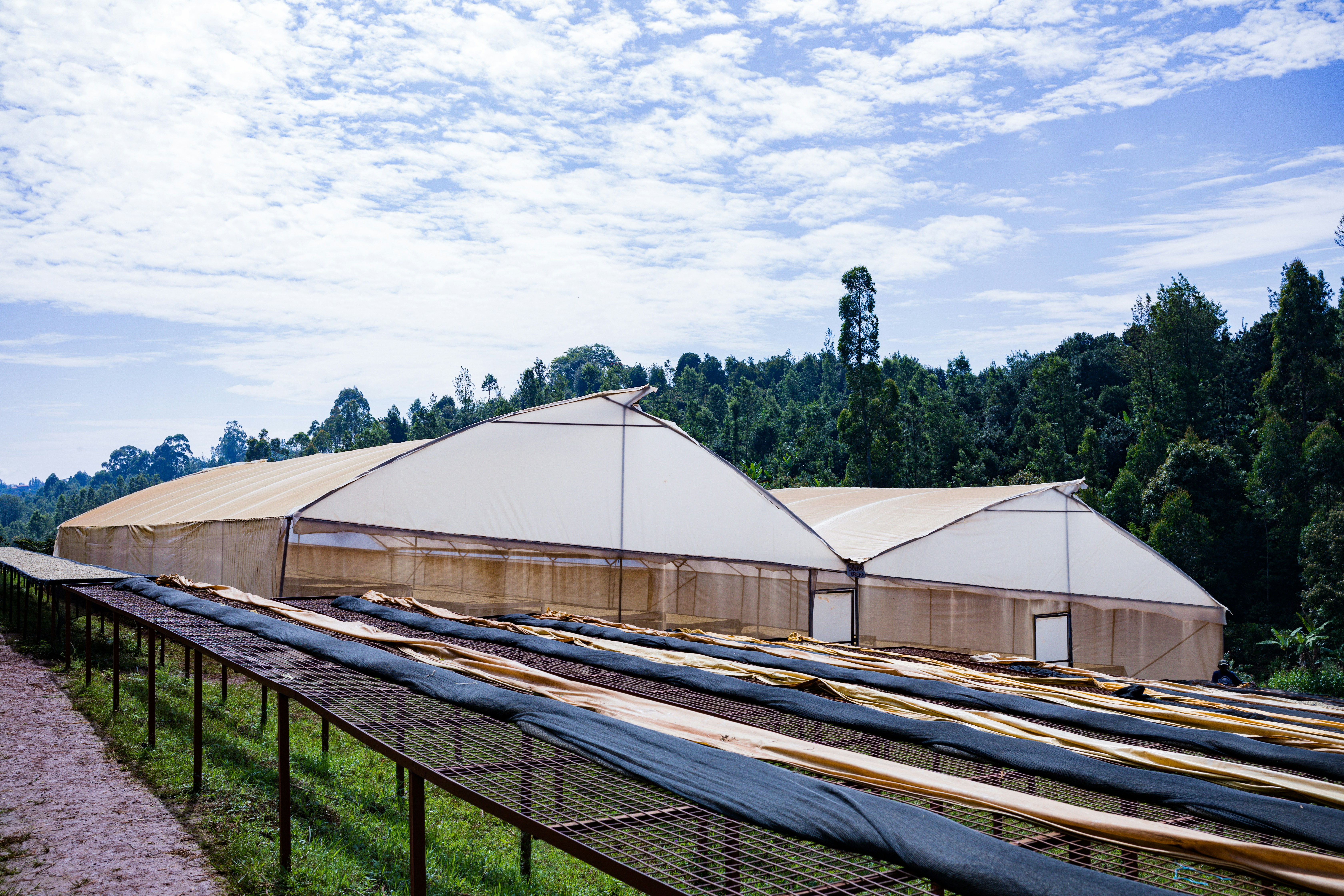 Large greenhouses with beige covers are situated in front of a dense forest under a partly cloudy sky. In the foreground, there are long, horizontal, raised beds or drying racks covered with dark mesh material.