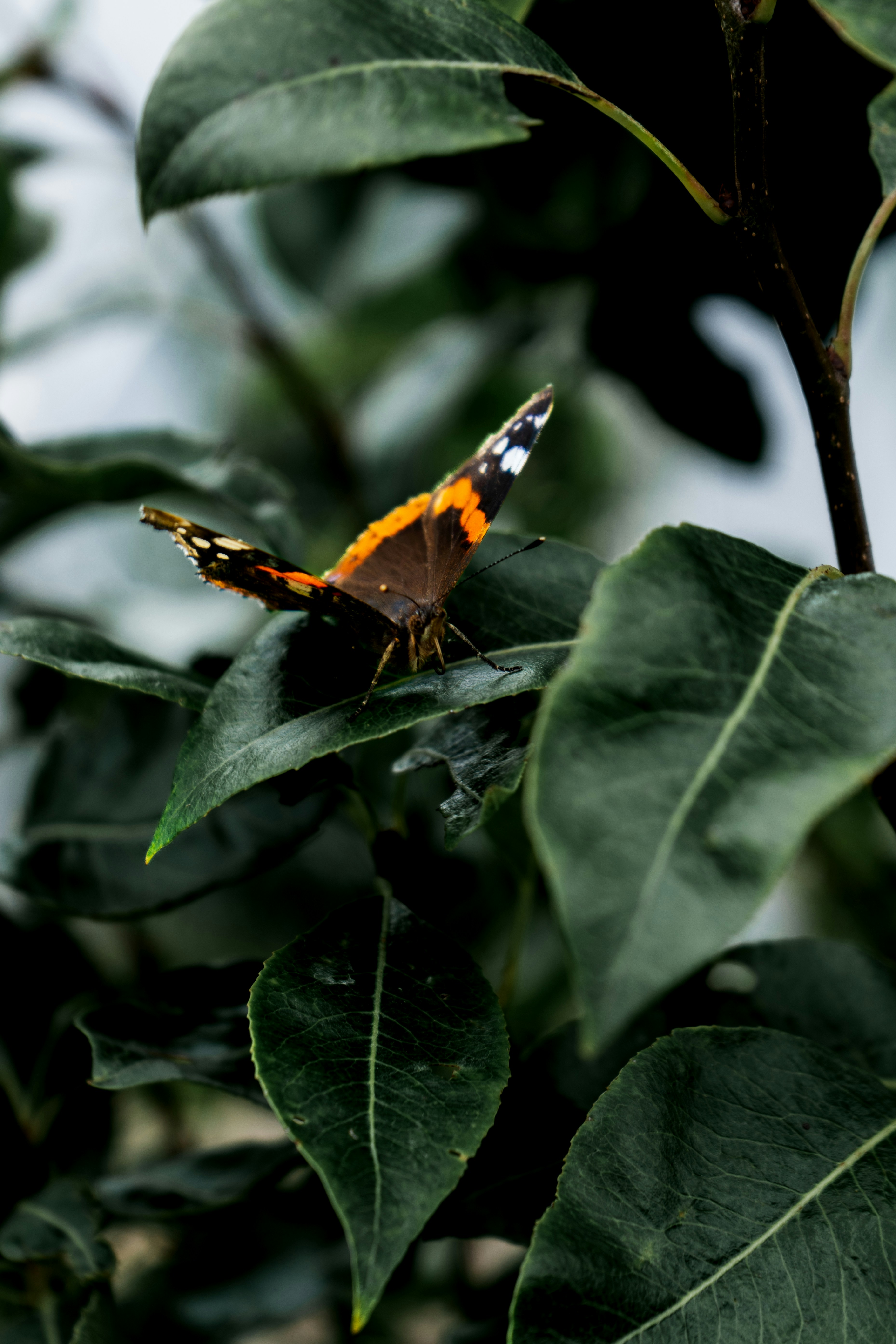 Photo by nurlanisazade